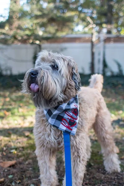 Vertical portrait of Soft-coated Wheaten Terrier dog in checkered bandana saying \