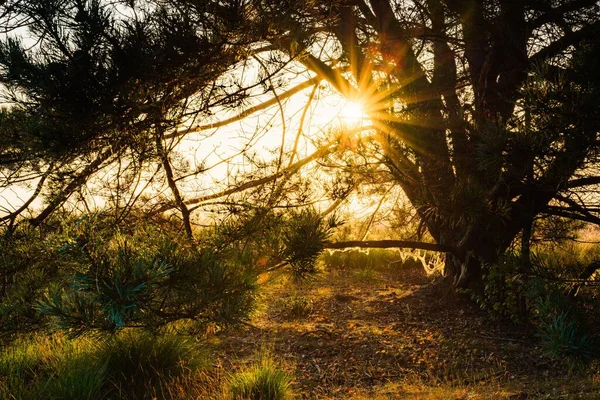 Una Hermosa Toma Del Sol Brillando Través Árboles Bosque Veluwe — Foto de Stock