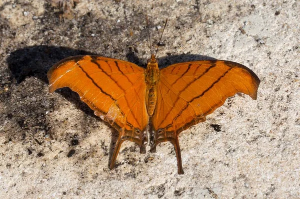 Макро Снимок Румяной Бабочки Кинжалом — стоковое фото
