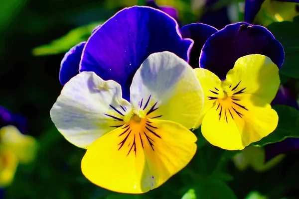 Närbild Skott Färgglada Pansy Blommor — Stockfoto