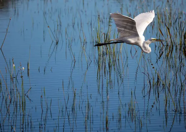 Kirli Bir Gölün Üzerinde Uçan Beyaz Balıkçıl Kuşunun Seçici Odak — Stok fotoğraf