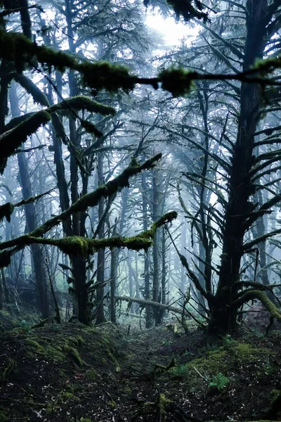 A vertical shot of tall trees in a forest in a dark atmosphere
