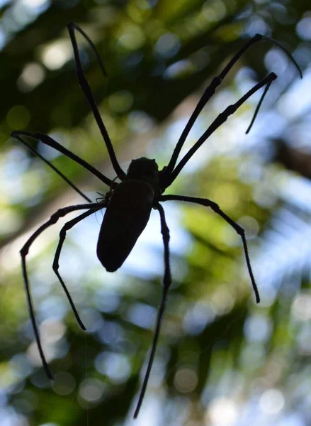 Australische Gouden Spin Met Een Mannetje Haar Rug — Stockfoto