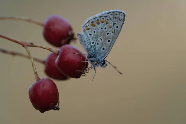赤い果実に包まれた銀をちりばめた青い蝶のマクロショット — ストック写真