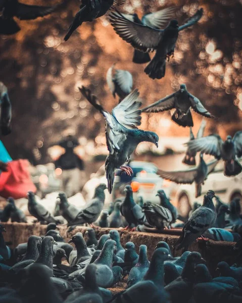 Gros Plan Troupeau Pigeons — Photo