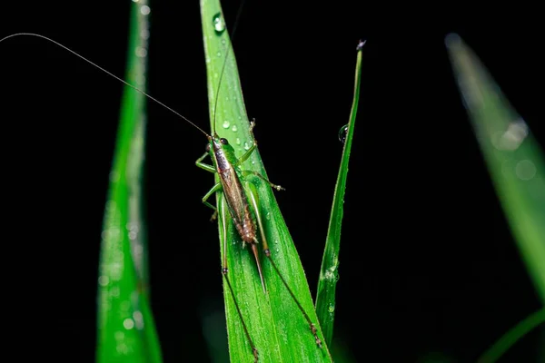 Closeup Shot Black Kneed Conocephalus Melaenus Grasshopper Green Grass Sprout — Stock Photo, Image