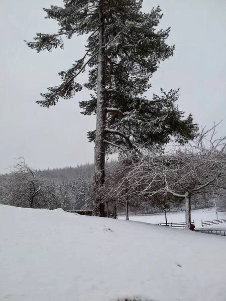 Kar Manzaralı Ağaç Manzara — Stok fotoğraf