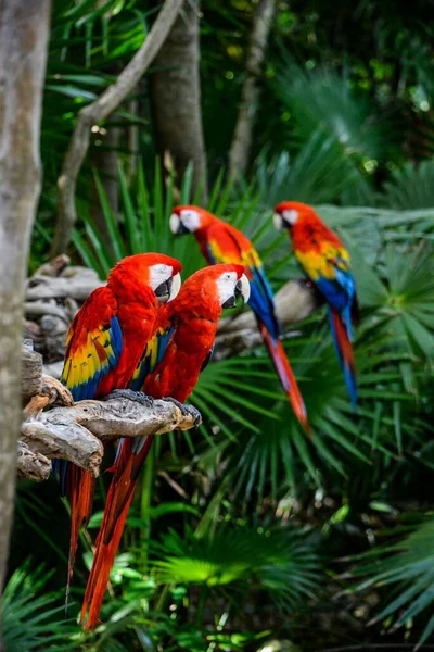 Seletivo Arara Escarlate Ara Macao Papagaios Uma Floresta Tropical — Fotografia de Stock