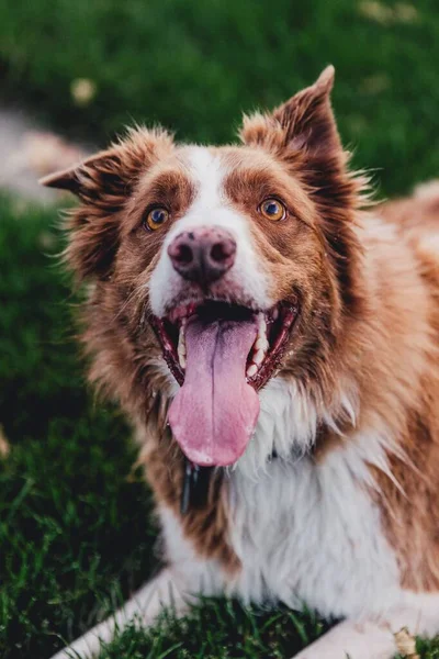 Вертикальный Снимок Собаки Колли Траве — стоковое фото