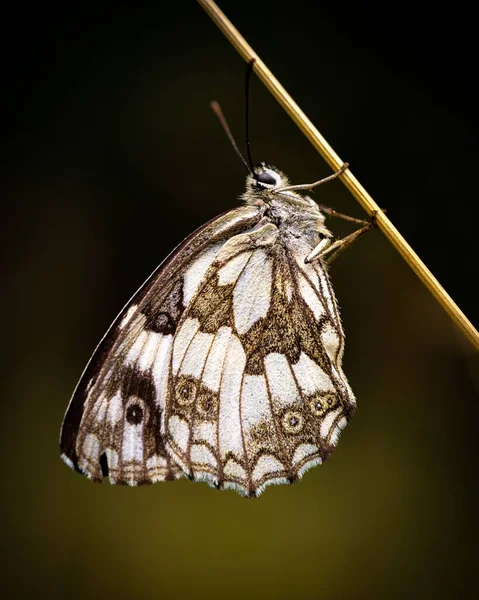 Une Macro Beau Papillon Blanc Marbré Melanargia Galathea Sur Fond — Photo
