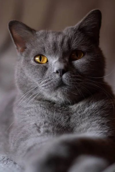 Eine Vertikale Aufnahme Einer Flauschigen Grauen Katze Mit Ernsten Augen — Stockfoto