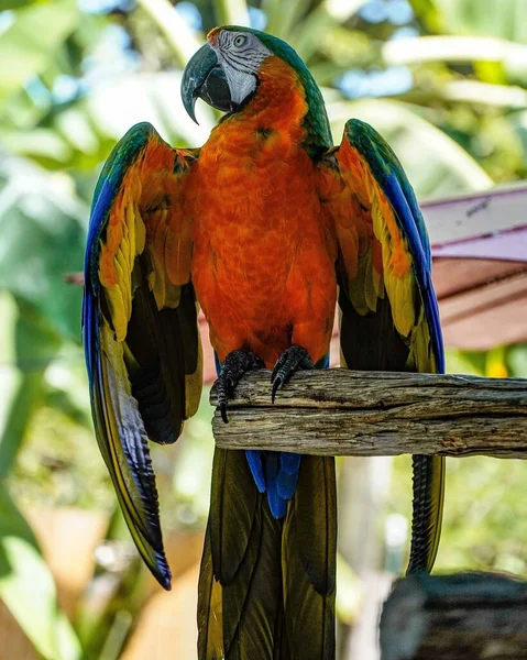Tiro Vertical Papagaio Colorido Uma Árvore Nápoles Flórida — Fotografia de Stock