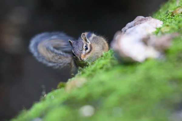 松鼠爬在苔藓表面上的特写 — 图库照片