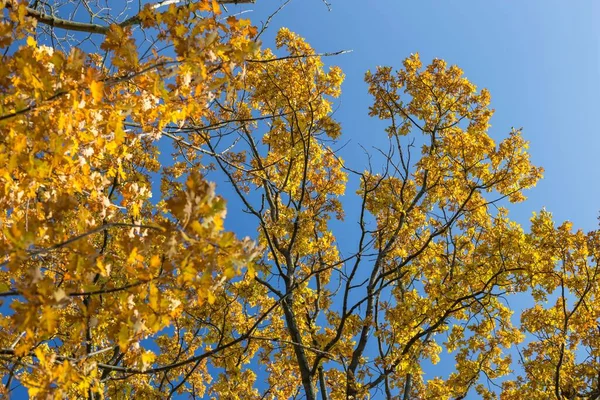 Güzel Bir Sonbahar Ağacına Yakın Çekim Mavi Gökyüzüne Karşı Altın — Stok fotoğraf