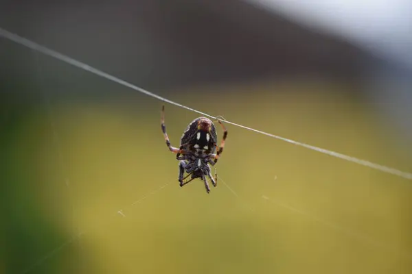 在一个背景模糊的田野里 一只欧洲十字蜘蛛在网上的特写镜头 — 图库照片