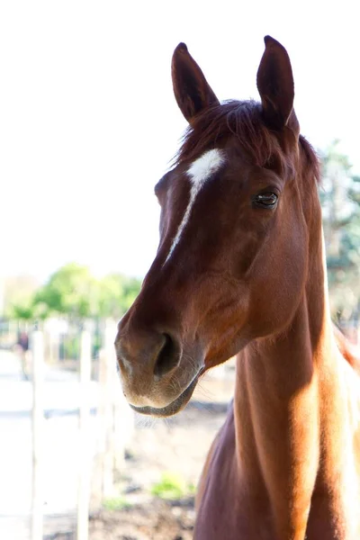 背景がぼやけている農場で美しいサラブレッドの馬 エクウス フェルス カバラ のクローズアップ — ストック写真