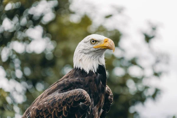 Shallow Focus Eagle Looking Sharp Blur Background — Stock Photo, Image