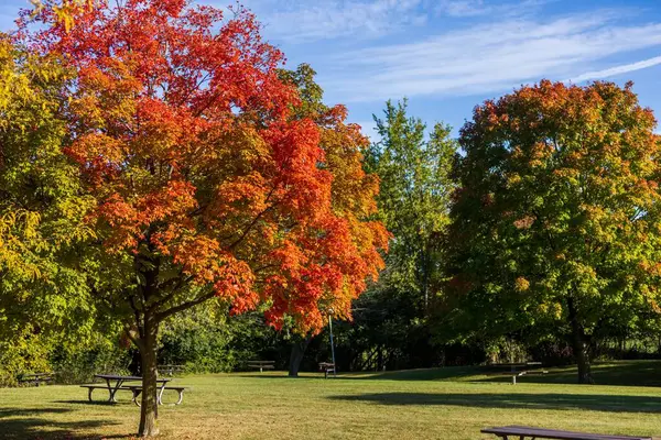 Eine Nahaufnahme Schöner Herbstbäume Teilweise Grün Und Rot Einem Sonnigen — Stockfoto