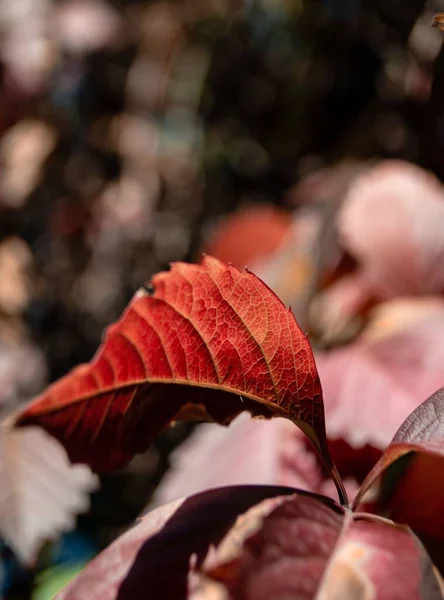 Vertical Closeup Shot Virginia Creeper Leaf Blurred Background — Stock Photo, Image