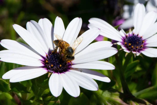 A closeup of a bee on an African daisy in a field under the sunlight with a blurry background