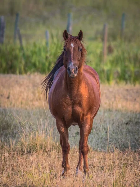 Brown Horse Standing Meadow — Stock Photo, Image