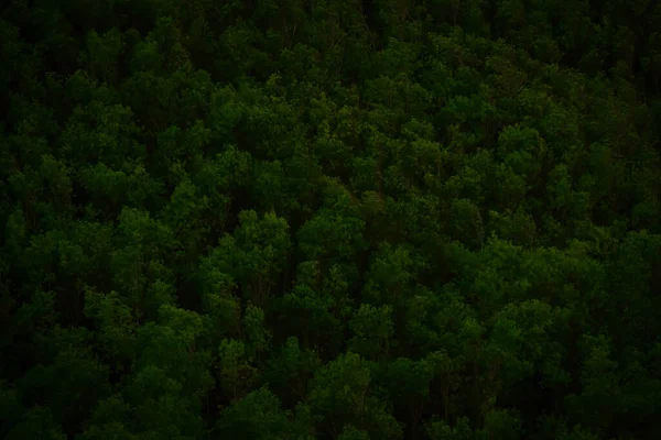 Tiro Aéreo Uma Floresta Espessa Noite — Fotografia de Stock