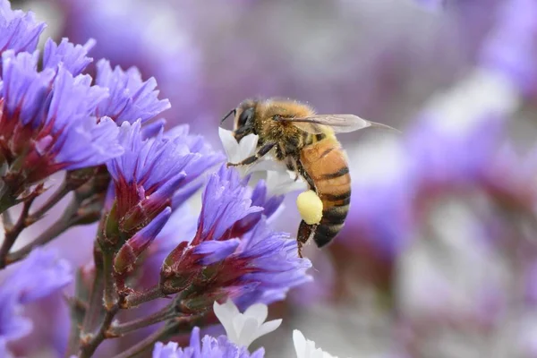 들판에 자주색 꿀벌의 꽃봉오리 — 스톡 사진