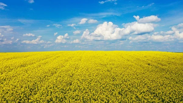 Живописный Вид Красивое Желтое Рапсовое Поле Фоне Ярко Голубого Неба — стоковое фото