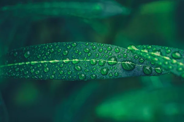 湿绿色叶子的选择焦点 — 图库照片