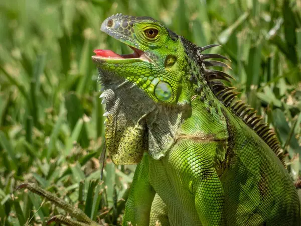 Close Uma Iguana Verde — Fotografia de Stock