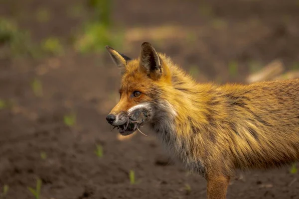 春に森の中を歩く赤い狐 — ストック写真