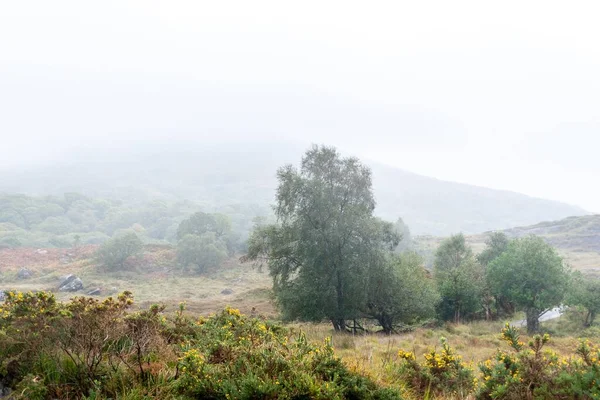 Eine Neblige Hügellandschaft Mit Grünen Bäumen Und Feldern — Stockfoto