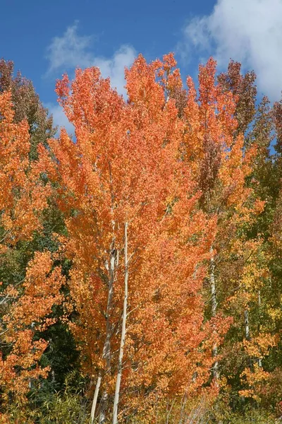 Ormandaki Parlak Turuncu Sonbahar Ağaçlarının Dikey Çekimi — Stok fotoğraf