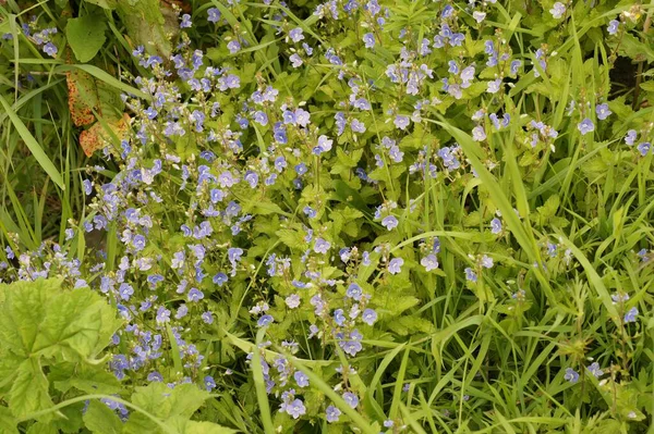 杰曼德尔特写的一张特写照片 上面是生长在一片绿地上的几棵蓝色的花 — 图库照片