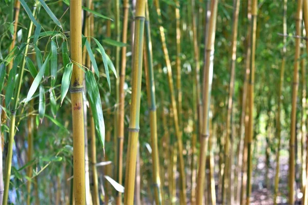 Belo Tiro Bambus Verdes Naturais Uma Floresta — Fotografia de Stock