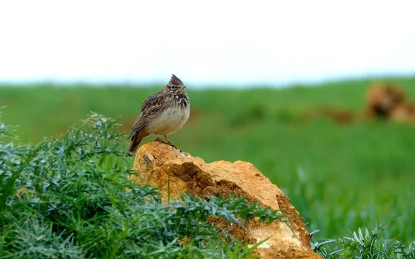 Lindo Pájaro Sentado Una Roca Campo Verde — Foto de Stock