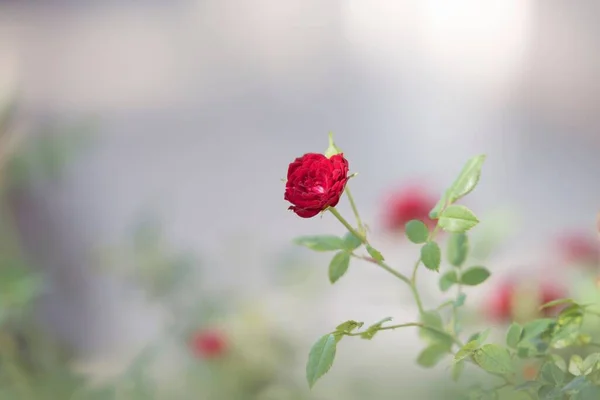 Tiro Seletivo Foco Uma Rosa Vermelha — Fotografia de Stock
