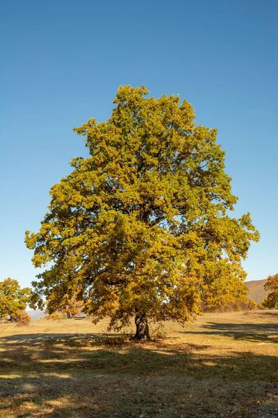 Pionowe Ujęcie Autumn Kolorowe Drzewa Lesie — Zdjęcie stockowe