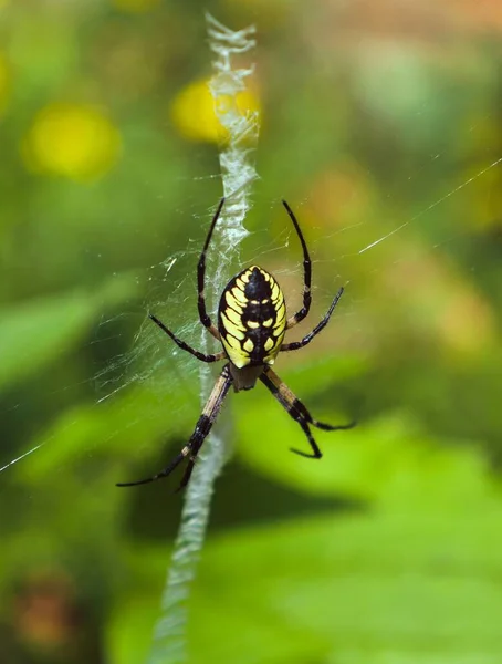 Big Yellow Garden Spider Argiope Aurantia Web Close Seup — стоковое фото