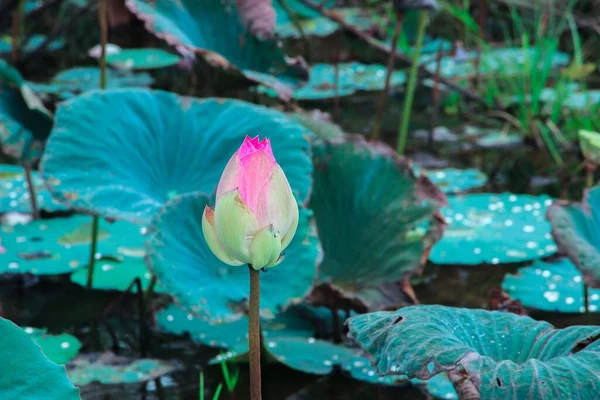 Plan Rapproché Une Fleur Lotus Rose Portant Des Noix Nelumbo — Photo