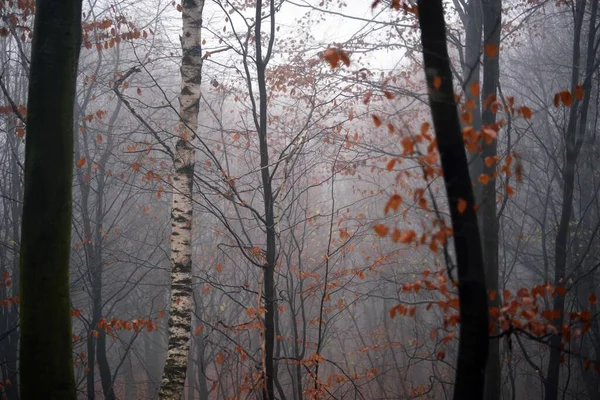 Uma Bela Vista Enevoada Uma Floresta Com Árvores Outonais — Fotografia de Stock