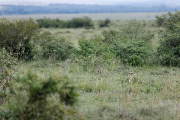 Uma Velha Chita Fêmea Descansando Grama Alta Masai Mara Quênia — Fotografia de Stock