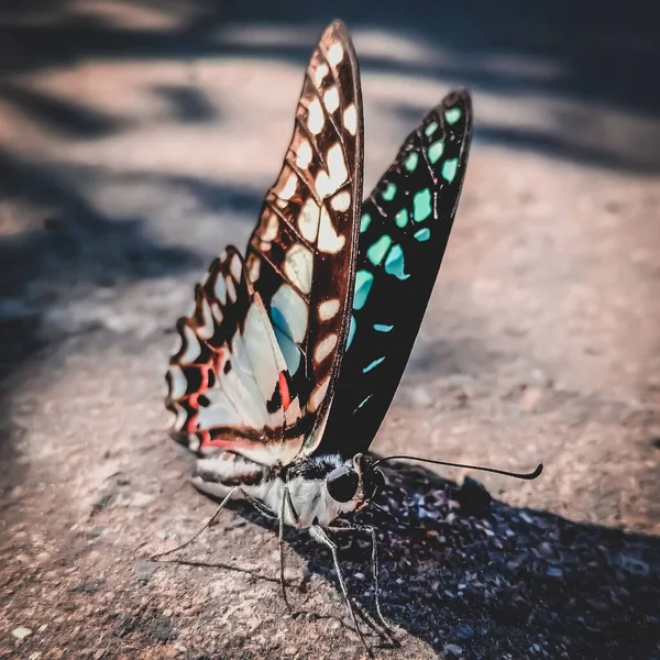 Een Close Van Een Gewone Jay Graphium Doson Vlinder Rustend — Stockfoto