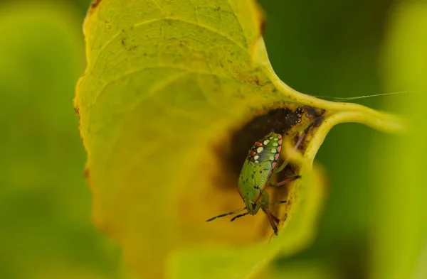 树叶上一只绿色虫子的特写镜头 — 图库照片