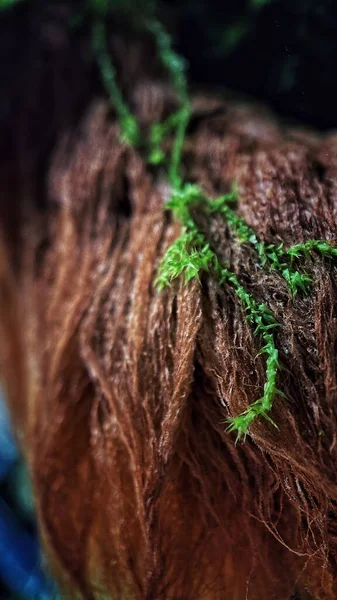 페루의 아마존강 유역에서 스펀지같은 뿌리가 수직으로 양치식물 — 스톡 사진
