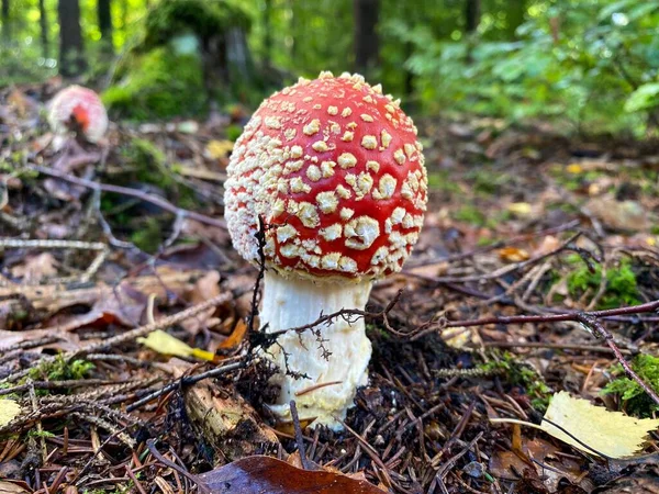Amanita Muscaria 真菌在森林地面上的特写 — 图库照片