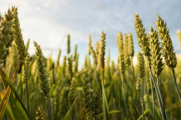 碧绿的麦穗在风景如画的乡间 — 图库照片