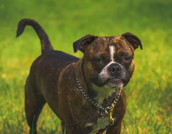 Een Prachtig Shot Van Een Schattige Bokser Hond Een Groen — Stockfoto
