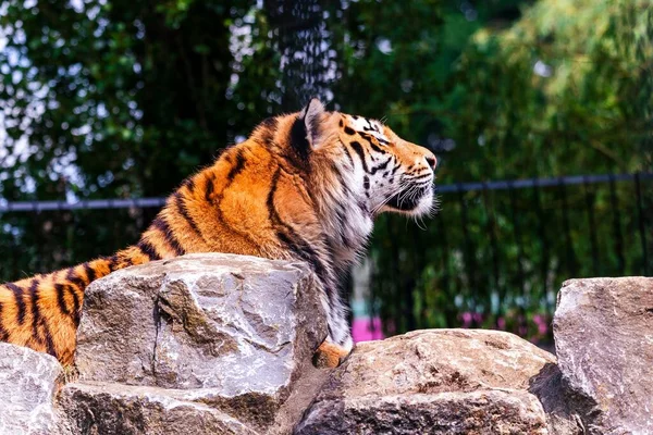 Close Tigre Siberiano Zoológico Sob Luz Sol Com Fundo Embaçado — Fotografia de Stock