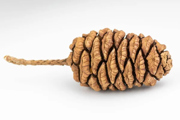 stock image A close-up shot of a sequoia cone isolated on a white background